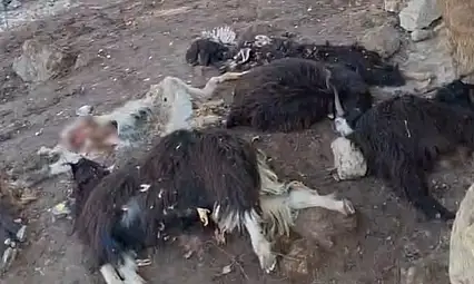 Batman'da kurt saldırısında 10 keçi telef oldu, 10'nu da yaralandı