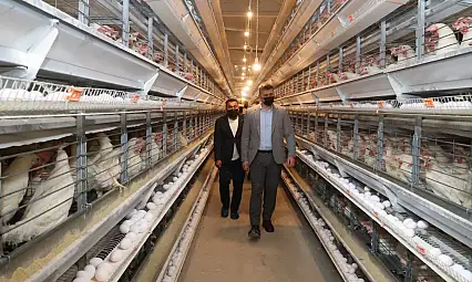 Batman'ın Yumurta İhtiyacını Siirt Karşılıyor