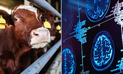 Deli dana alarmı! Türkiye'de yıllar sonra görülen vakalar endişe yarattı