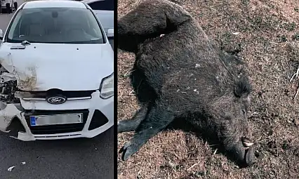 Eruh-Şırnak Karayolunda Otomobil Domuza Çarptı
