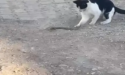 Siirt'te fareyle oynar gibi yılanla oynadı, ağzıyla kapıp uzaklaştı