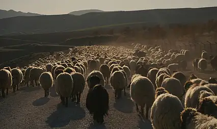 Göçerlerin Dönüş Yolculuğu Başladı: Sürüler Siirt'in Yolunu Tutuyor