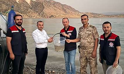 Ilısu Barajı'na 1 Milyon Şabut Balığı Bırakıldı