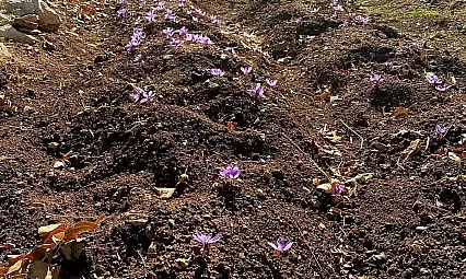 Kilosu 600 Bin TL Olan Üründe Siirt'te İlk Adım: Deneme Ekimi Yapıldı