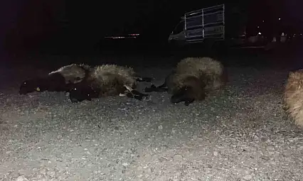 Komşu ilimiz Şırnak'ta otomobil sürüye çarptı, 8 koyun telef oldu