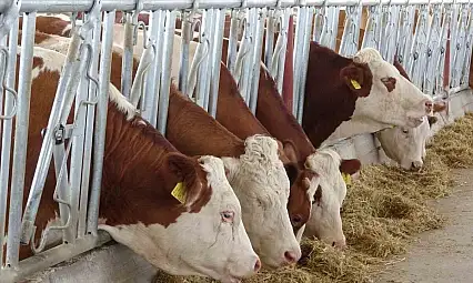 Kurtalan'da Şap Alarmı: Bir Köyde Daha Hastalık Tespit Edildi, Karantina Genişletildi