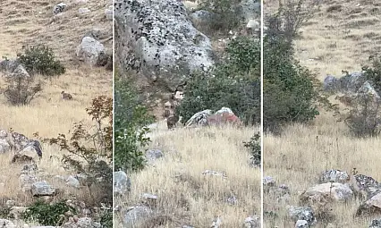 Siirt Botan Vadisi Milli Parkı'nda Ender Görülen 2 Çakal Görüntülendi