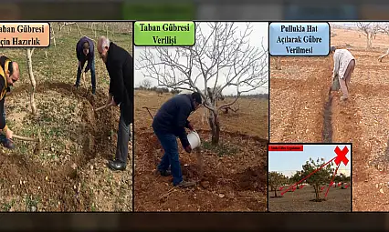 Siirt fıstığında doğru gübreleme için kritik dönem! Siirt Fıstıkçılık birimi detayları anlattı