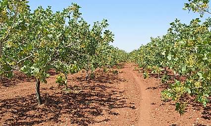 Siirt'te Hırsızlar Fıstık Bahçelerine Dadandı: Üreticiler Denetim İstiyor