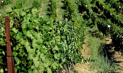 Siirt'in Üzüm Hazineleri: Türkiye'nin 60 Yıllık Asma Gen Bankası'nda Siirt'e Ait Özel Türler Koruma Altında