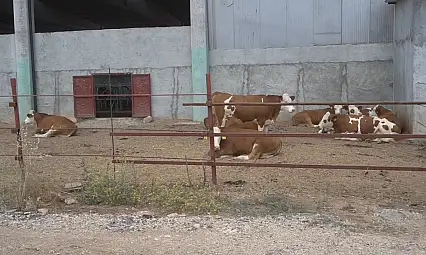 Siirt Tarım ve Orman Müdürlüğü duyurdu: Besilik sığır ithalatı başvuruları açıldı