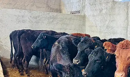 Siirt'te anguslar dağıtıldı