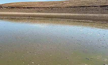 Siirt'te balık teleflerine karşı gölete 150 tonluk su takviyesi