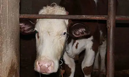 Siirt'te besicinin 3,5 ayda 54 büyükbaş hayvanı telef oldu: Zarar 8 milyon lirayı buldu