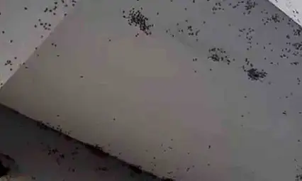 Siirt'te bir evin dış cephesini sinekler istila etti