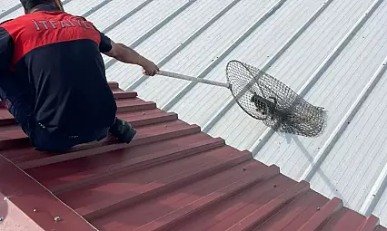 Siirt'te Çatıda Mahsur Kalan Yavru Kedi İtfaiye Tarafından Kurtarıldı
