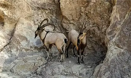 Siirt'te Doğa Koruma'dan Tepki Çeken İhale: Yaban Keçileri Av Turizmi İçin Satışa Çıkarılıyor