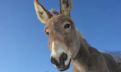 Siirt'te Eşek Sayısı Belli Oldu