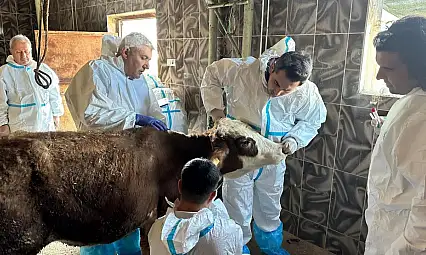 Siirt'te hayvan ölümleri alarm verdi: Ekipler sahaya indi