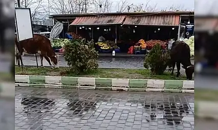 Siirt'te İnanç Turizminin Merkezinde Başıboş İnekler Tepki Çekti