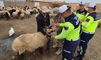 Siirt'te Jandarmadan Hayvan Çarpmalarına Önlem: Siirt'te Reflektif Bant Çalışması Başladı