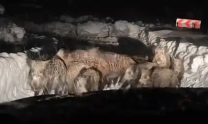 Siirt'te karla mücadele çalışmaları sırasında domuz sürüsü görüntülendi