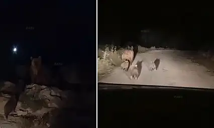 Siirt'te Kış Uykusuna Hazırlanan Ayı ve Yavruları Köy Yolunda Görüntülendi