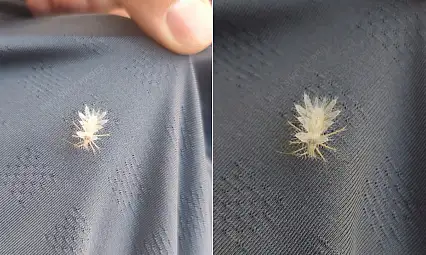 Siirt'te Nadir Görülen 'Dikenli Dantel Böceği' Görüntülendi