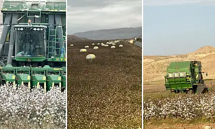 Siirt'te Pamuk Hasadı Tamamlandı: 530 dönüm tarlada 238,5 ton kütlü pamuk elde edildi