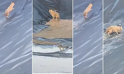 Siirt'te Petrol Sahasında Kurt Paniği: Su Havuzuna Düşen Kurt Zor Anlar Yaşadı