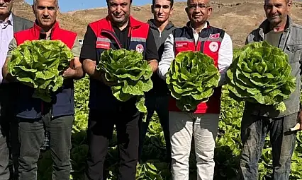 Siirt'te TAKE Projesiyle Boş Araziler Üretime Kazandırıldı Marul ve Karnabaharlar Yüzleri Güldürdü