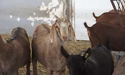 Siirt'te yerli kıl keçileri için umut veren gelişme: 40 oğlak dünyaya geldi