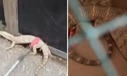 Şırnak'ta İkinci Kez Görülen Çöl Varanı Tedavi Edilip Doğaya Bırakıldı