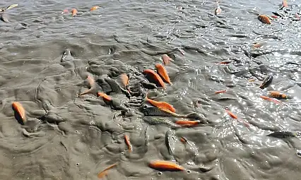 Su Takviyesi Yetersiz Kaldı: Çayırlı Göleti Kuruma Riski Altında