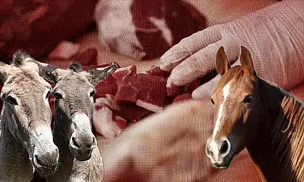 Tarım ve Orman Bakanlığı Yeni Listeyi Açıkladı: At ve Eşek Eti Tespit Edilen Firmalar İfşa Edildi
