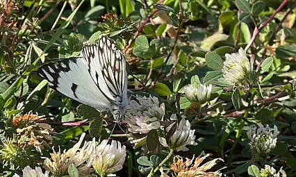 Yapmurtepe Anaokulu Bahçesinde Nadir Tür Heyecanı: 'Beyaz Öncü' Kelebeği Görüldü