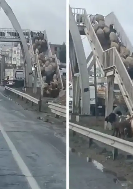 Cizre'deki görüntüler tebessüm ettirdi! Siirt'te eski zamanlar da böyleydi