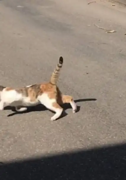Diyarbakır'da Sokak Kedisi Isırdı, 4 Ay Sonra Kuduz Tespit Edildi