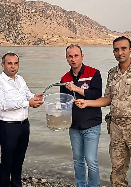 Ilısu Barajı'na 1 Milyon Şabut Balığı Bırakıldı