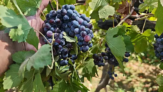 Batman Mereto Dağı'nda Siyah Üzüm Hasadı: Günlüce Köyünde Cevizli Sucuk ve Pestil Geleneği