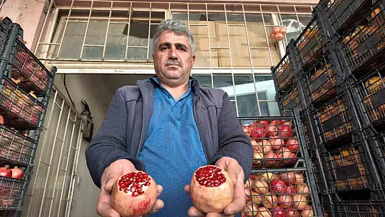 Siirt'te kuraklık Zivzik narında verimi yarı yarıya düşürdü