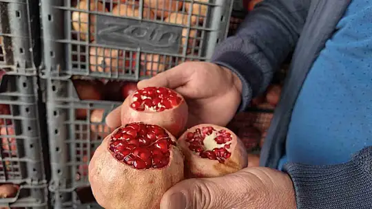 Siirt'te kuraklık Zivzik narında verimi yarı yarıya düşürdü