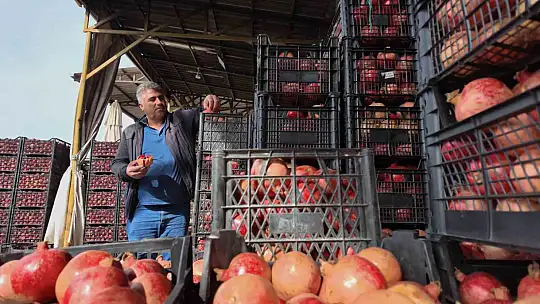 Siirt'te kuraklık Zivzik narında verimi yarı yarıya düşürdü