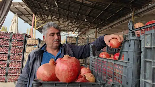 Siirt'te kuraklık Zivzik narında verimi yarı yarıya düşürdü