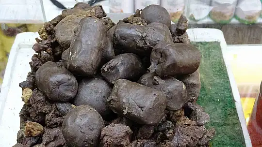 Siirt'te Akciğer Sağlığı Alarmda: Propolis Kullanımı Patladı