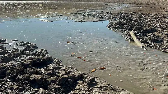 Siirt'te balık teleflerine karşı gölete 150 tonluk su takviyesi