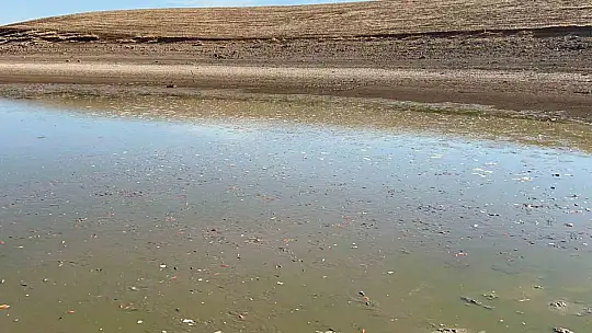 Siirt'te balık teleflerine karşı gölete 150 tonluk su takviyesi