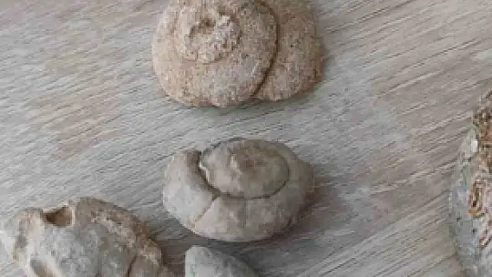 Siirt'te doğa yürüyüşünde milyonlarca yıllık fosiller gün yüzüne çıktı