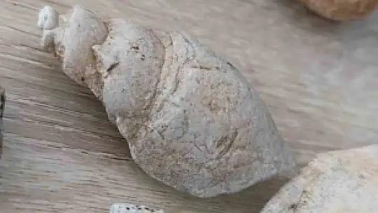 Siirt'te doğa yürüyüşünde milyonlarca yıllık fosiller gün yüzüne çıktı
