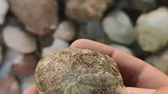 Siirt'te doğa yürüyüşünde milyonlarca yıllık fosiller gün yüzüne çıktı